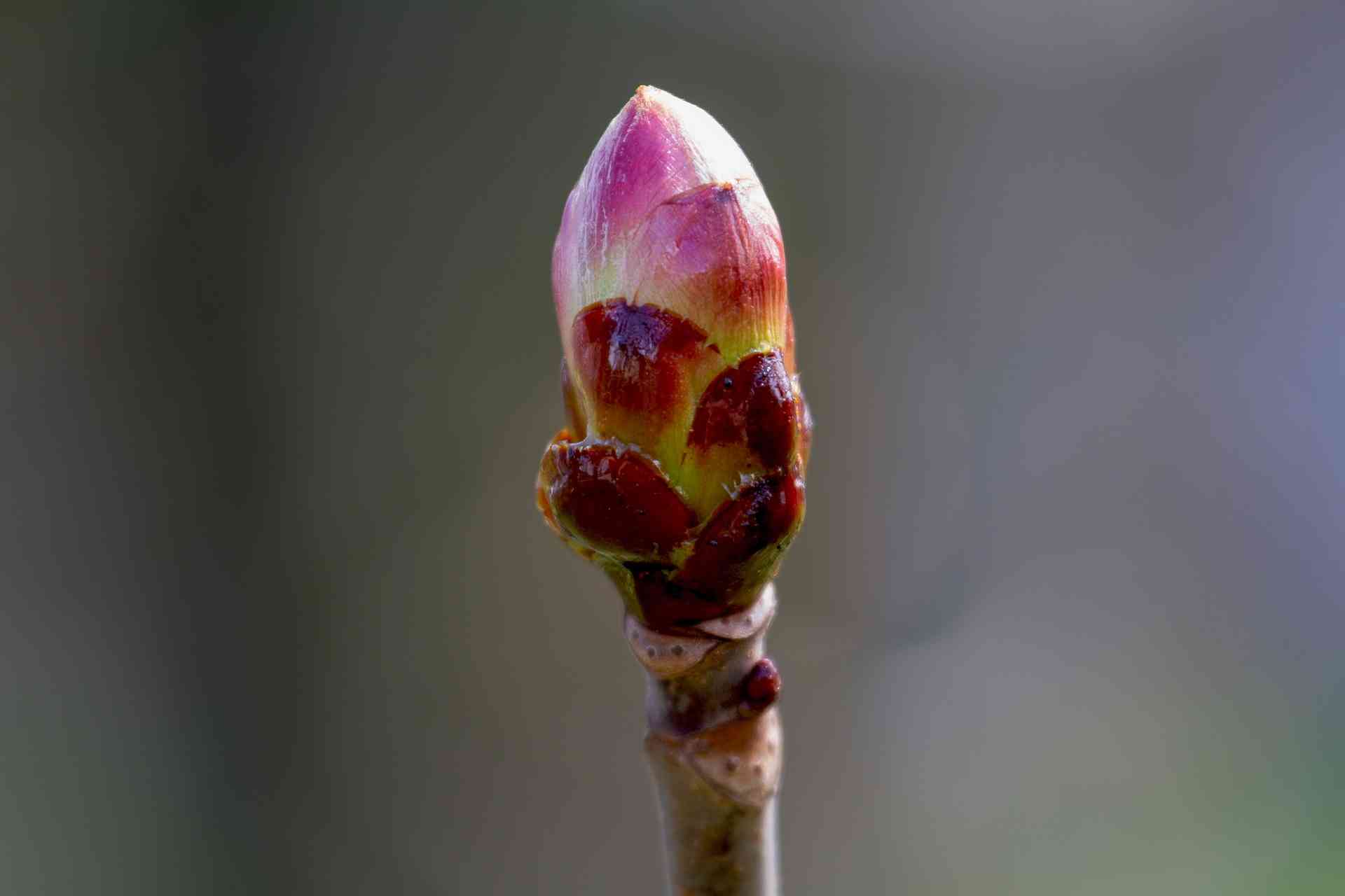 flower-bud-g545eb238c_1920