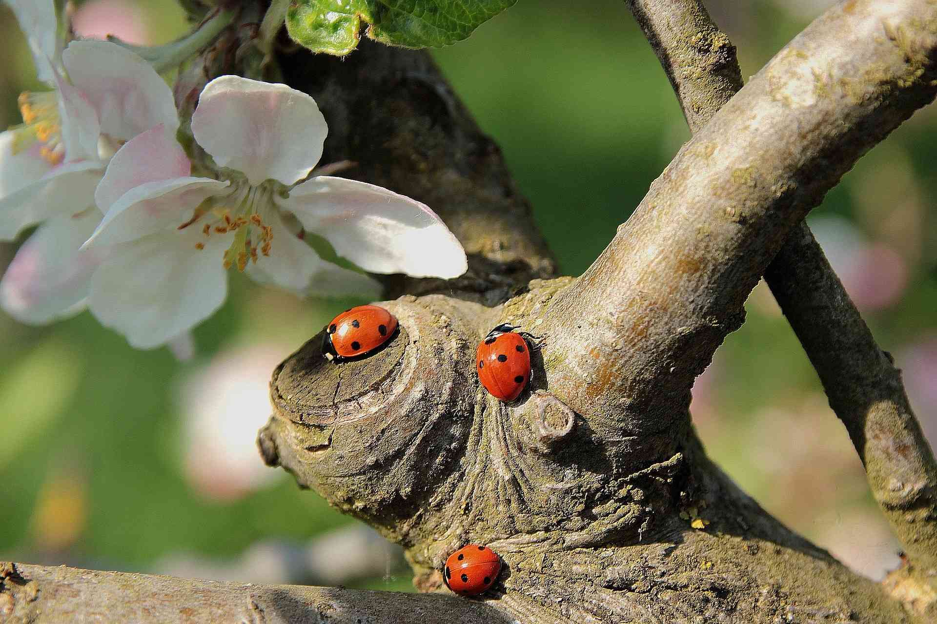 ladybug-gd0c35ec05_1920