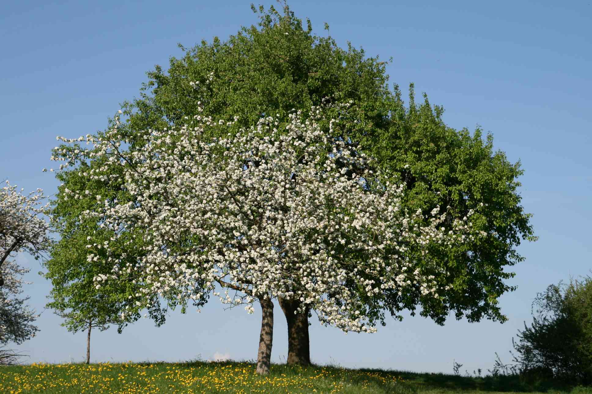 Obstbaumblüte